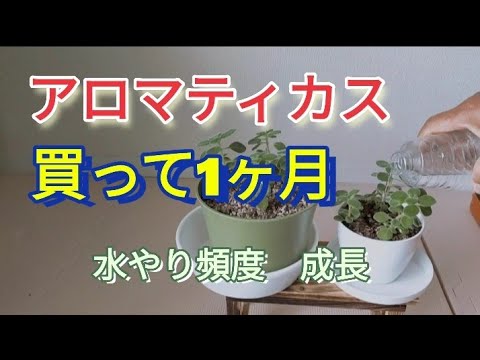 アロマティカス 買って1ヶ月の水やり Youtube