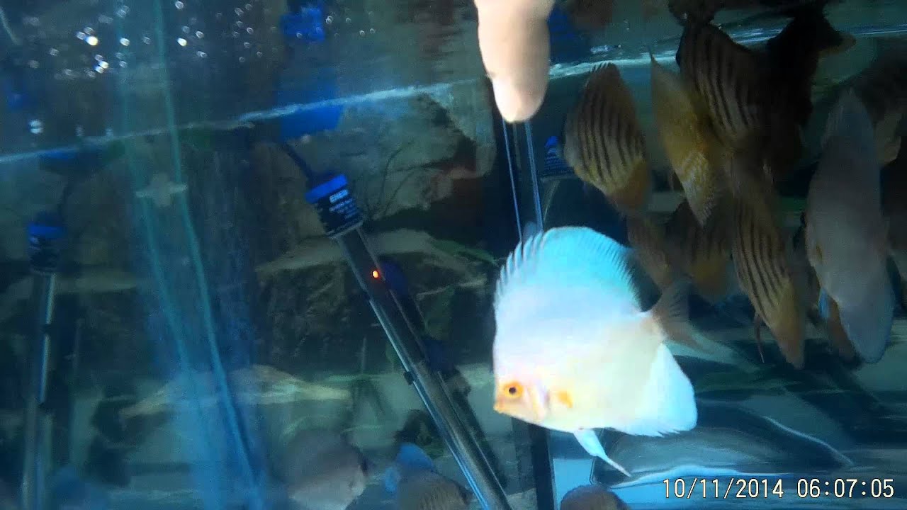 Stendker Tank From Discus Hans YouTube