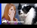 5 Unruly Pets Run Rampant | Cat vs. Dogs