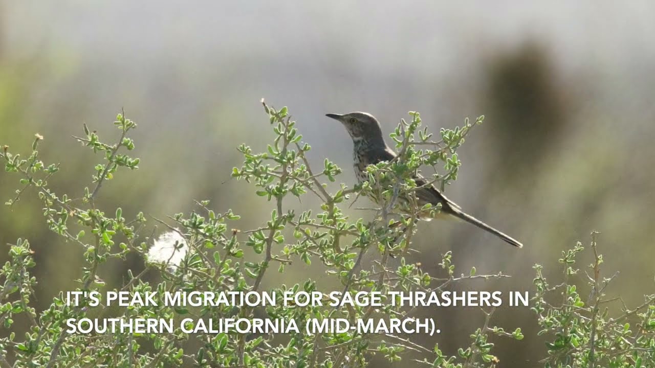 Borrego Springs - Desert Birding in mid-March (2022)