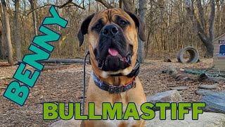 BENNY| 2 YEAR OLD BULLMASTIFF| OFF LEASH OBEDIENCE by Off Leash K9 Training Columbus 97 views 4 weeks ago 4 minutes, 50 seconds