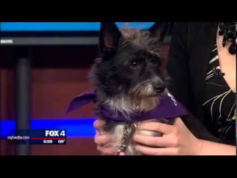 horseshoe bend Fran visits Good Day FOX 4