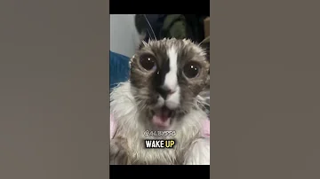 WAKE UP YOU GETTING COMFORTABLE Viralvideo Catvideos 