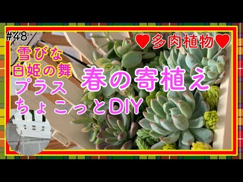桜子　サンセットグレイ　雪つぼみ　紫紺の矢　恋煩い　ももりん　他　多肉植物 ②おらいさん苗ミックスベリア図鑑完全版 2024年コンプリート記念