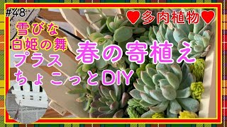 Succulents] #48 Spring succulent arrangement: Yukibina, Shirahime