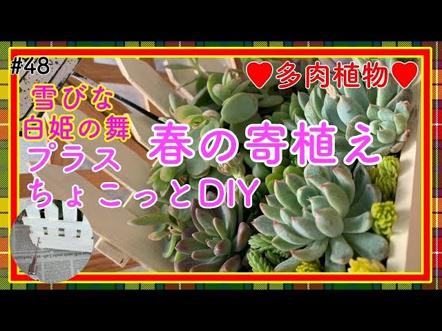 Succulents] #48 Spring succulent arrangement: Yukibina, Shirahime