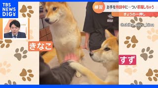 「お手」を特訓中の柴犬のすずちゃんときなこちゃん。でも、ついつい、相手の練習を邪魔しちゃう…。｜TBS NEWS DIG