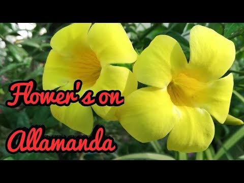 How to Get flowers on Allamanda which is not producing Flowers