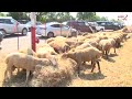 Qubada bayramın ilk günü satışa 500 baş qurbanlıq qoyun çıxarılıb