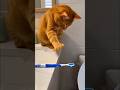 I cleaned it for you.#uncivilkitty#catshorts#funnycats#cat#orangetabby#pets#orangecat