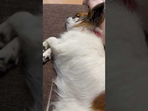 可愛いのび方をするパピヨン🐶
