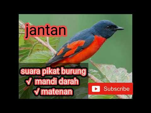 Suara pikat burung mandi darah / mantenan jantan | suara pikat full