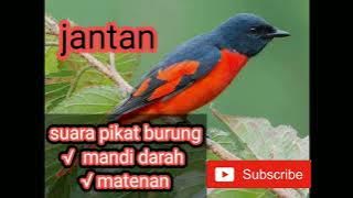 Suara pikat burung mandi darah / mantenan jantan | suara pikat full