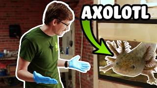 What is an Axolotl? | A Quick Overview of the Ultimate Aquatic Pet!