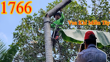 Chủ nhà giới thiệu cho nhóm Vua Khỉ Miền Tây cưa thêm nhiều cây Dừa Cutting coconut trees