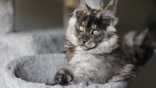 Ever meet a Maine Coon Kitten as Sweet as Royal?! (Part 2) | Black Diamond Kennel Maine Coons