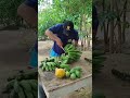 despalma de banana #obra #pedreiro #construcaocivil #youtubeshorts