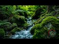 Sound Relaxation Therapy 30 Minutes for Restful Relaxation