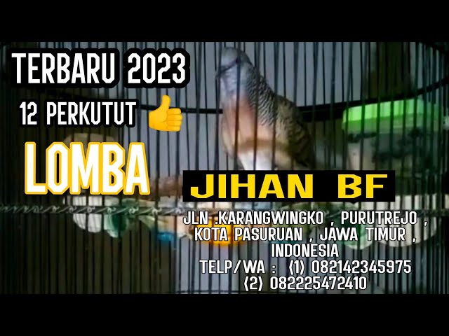 TERBARU 2023 !!! 12 EKOR PERKUTUT BANGKOK SUARA LENGKAP & MERDU PRODUK JIHAN BIRD FARM PASURUAN class=