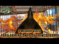 O MELHOR VIDEO PARA ABRIR CANTO DE TRINCA FERRO