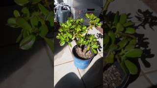 My Jade collections, selling Crassula Ovata-Miniature Argentea Jade Tree