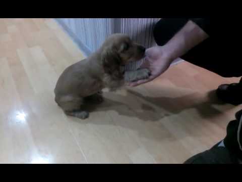 2 თვის კოკერსპანიელი მოლი