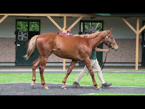 【期限切れ単複馬券】　2歳未勝利　2014/11/8 ドゥラメンテ　ウマ娘 2025年最新】馬券 ウマ娘の人気アイテム - メルカリ