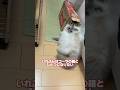 【頑張れ】いれぶんはコーラになりたい #cat #サイベリアン #ネヴァマスカレード #猫 #ねこ#shorts
