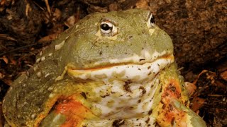 HOW TO SET UP A PIXIE FROG ENCLOSURE!