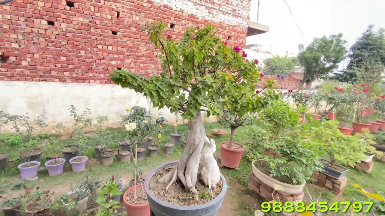 Bougainville Bonsai Very Beautiful 🤩 || Available At BonsaiGardenNursery || Contact Now 👇