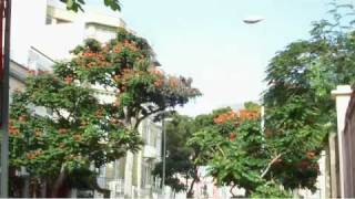 Tulipero del Gabón - Spathodea campanulata