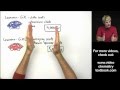 Mastering Atomic Mass Through Weighted Averages and Real-World Analogies
