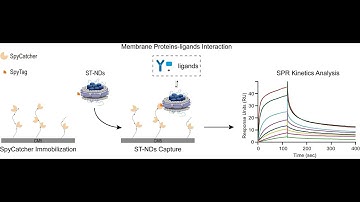 New Technique Improves Analysis of Crucial Membrane Proteins