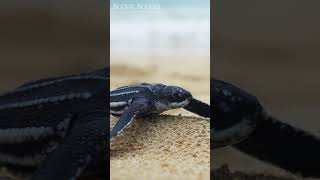 Baby Turtle Put His Flipper On His Sibling! #shorts #cute