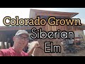 Milling Colorado Grown Siberian Elm