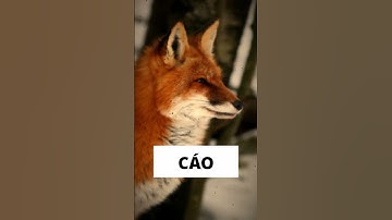 KHI CÁC LOÀI ĐỘNG VẬT MẮC BỆNH DẠI #news #kienthuc #science #kienthuc