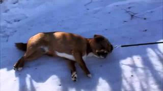 Собака по снегу скользяка / Dog riding in the snow