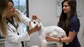 Vet Dash | Curbside Pick-Up & Drop-Off Appointments | Pet Paradise