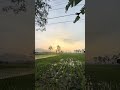 Sugeng enjing lan sugeng makaryo wonten ing saben#farming #gardening #ricefield#morning#viral#shorts