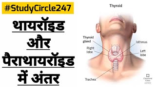 NEET 2023 थायरॉइड और पैराथायरॉइड में अंतर | Difference Between Thyroid Parathyroid. @StudyCircle247