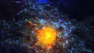 Cozumel- Devil's Throat San Miguel March 7, 2015