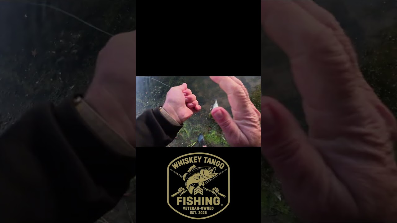 WTF Daily Catch Cam 285