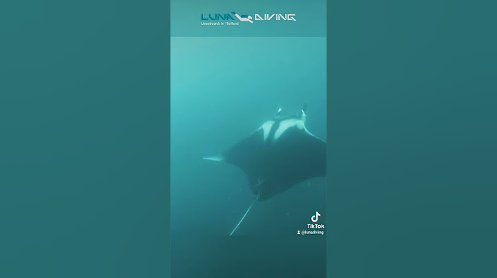 1 2 3 Manta Ray at Tachai Island - Thailand