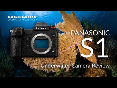 Panasonic Lumix S1 | Underwater Camera Review