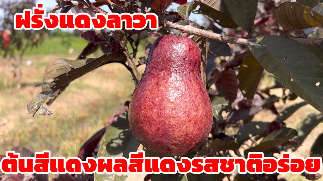 ฝรั่งแดงลาวาเป็นอีกสายพันธุ์ที่น่าปลูก ต้นสีแดงผลสีแดงติดลูกดก ที่บ้านสวนผามั่นบุรีรัมย์ 063-7969198