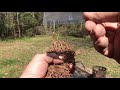 Middle of video