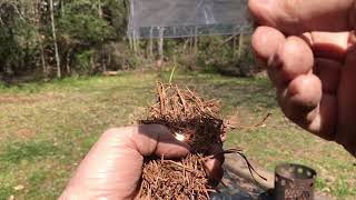 I Encourage You To EDC a BIC, Ferro Rod, And Fresnel Lens. Watch My Windy Day Demo Struggles
