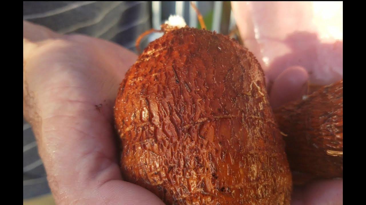 How to grow cassava in pots YouTube