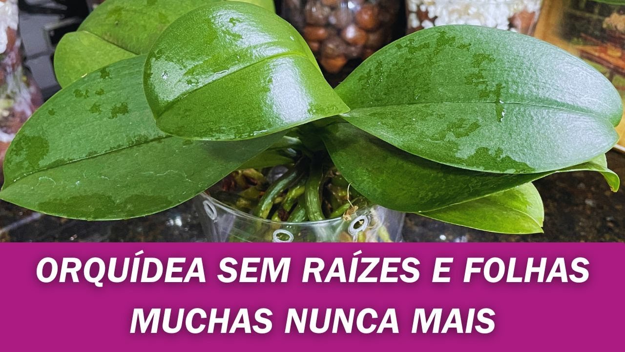FAÇA ASSIM E ORQUÍDEA SEM RAÍZES E FOLHAS MUCHAS NUNCA MAIS  | JD Orquídeas