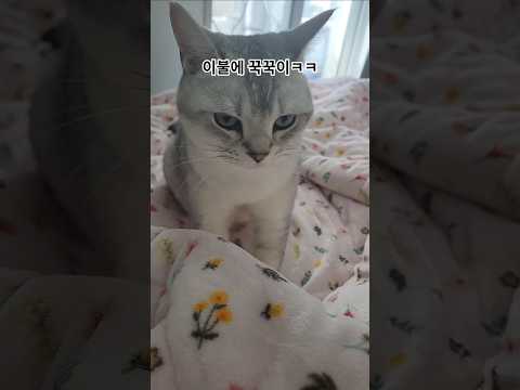 나한테는 안하더니 이불에 꾹꾹이하네 #꾹꾹이 #집사